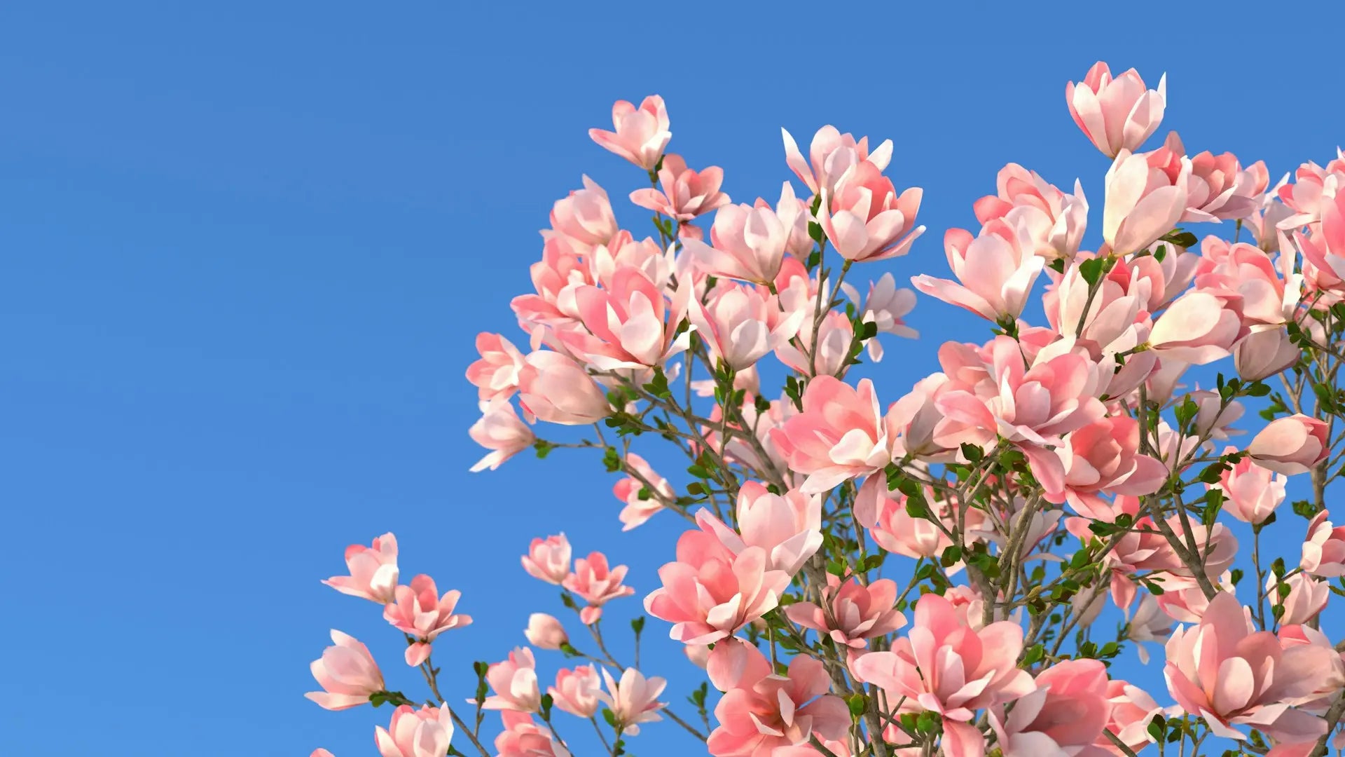 Spring Cleaning as a Form of Self-Care